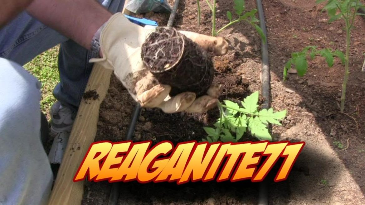 How to Plant your Tomato for Maximum Success! Raised Bed Vegetable Gardening How to Plant your Tomato for Maximum Success! Raised Bed Vegetable Gardening