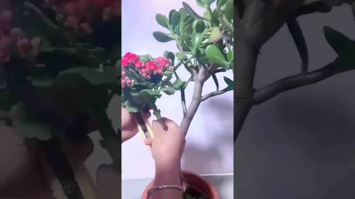 Flower plant grafting tips #Shorts #grafting #gardeningtips #viralvideo