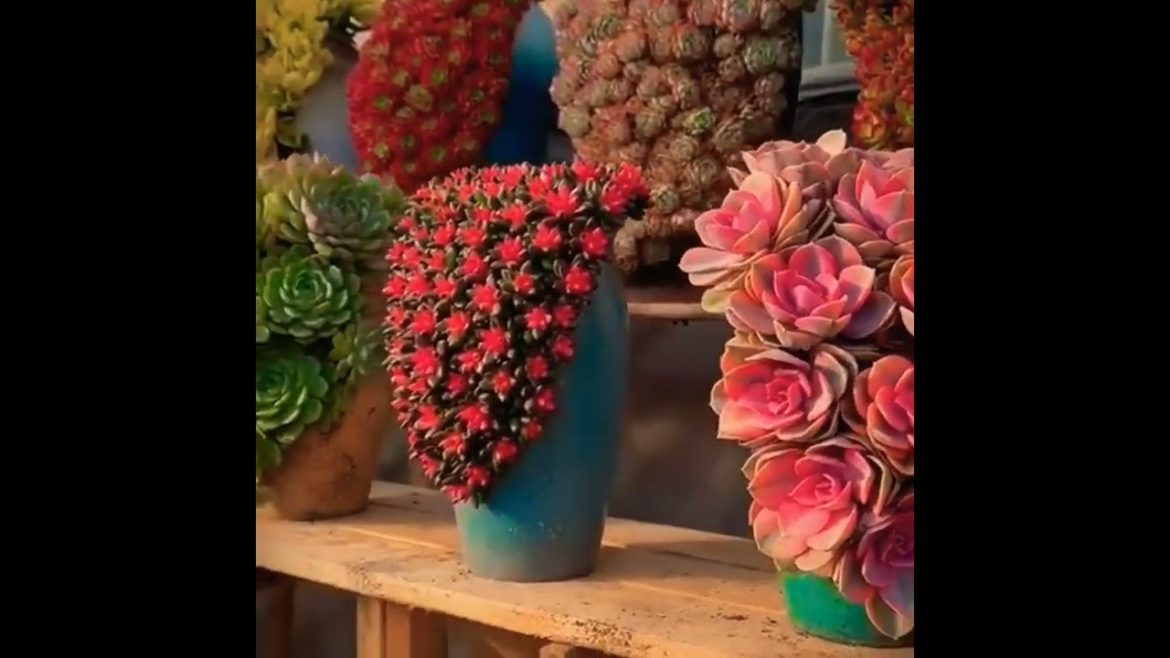 ❤Diy Succulents Ideas// Beautifull Flowers Ideas😮 #shorts