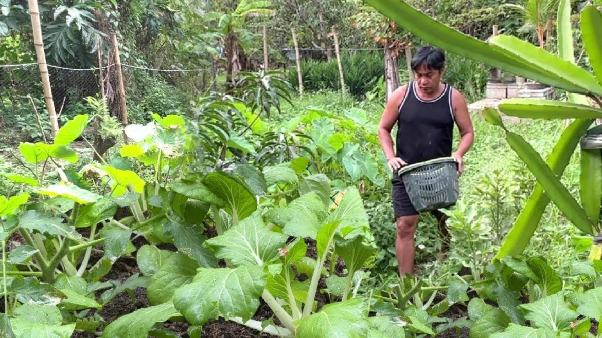 MASAYANG KATAHIMIKAN SA PAGHA-HARDIN!!! GULAYAN!!! GARDENING!!! VEGETABLE GARDEN!!! ASMR! PROVINCE.