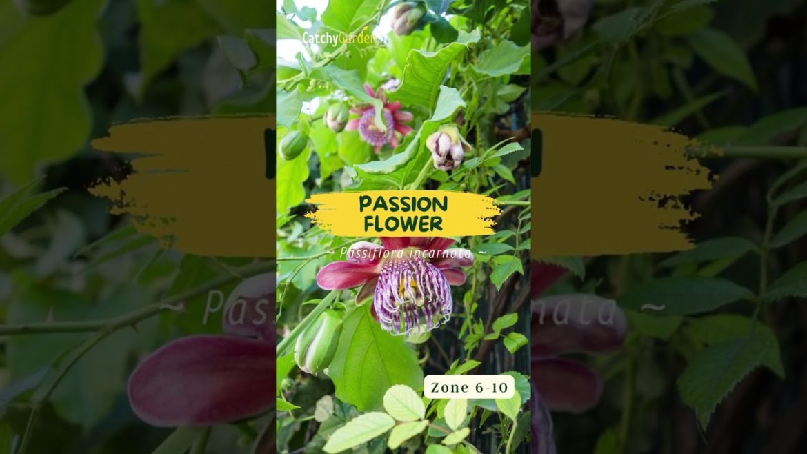 6 Climbing Vines That Bring All the Pollinators to the Yard πΊπ· // #short #shorts 6 Climbing Vines That Bring All the Pollinators to the Yard πΊπ· // #short #shorts