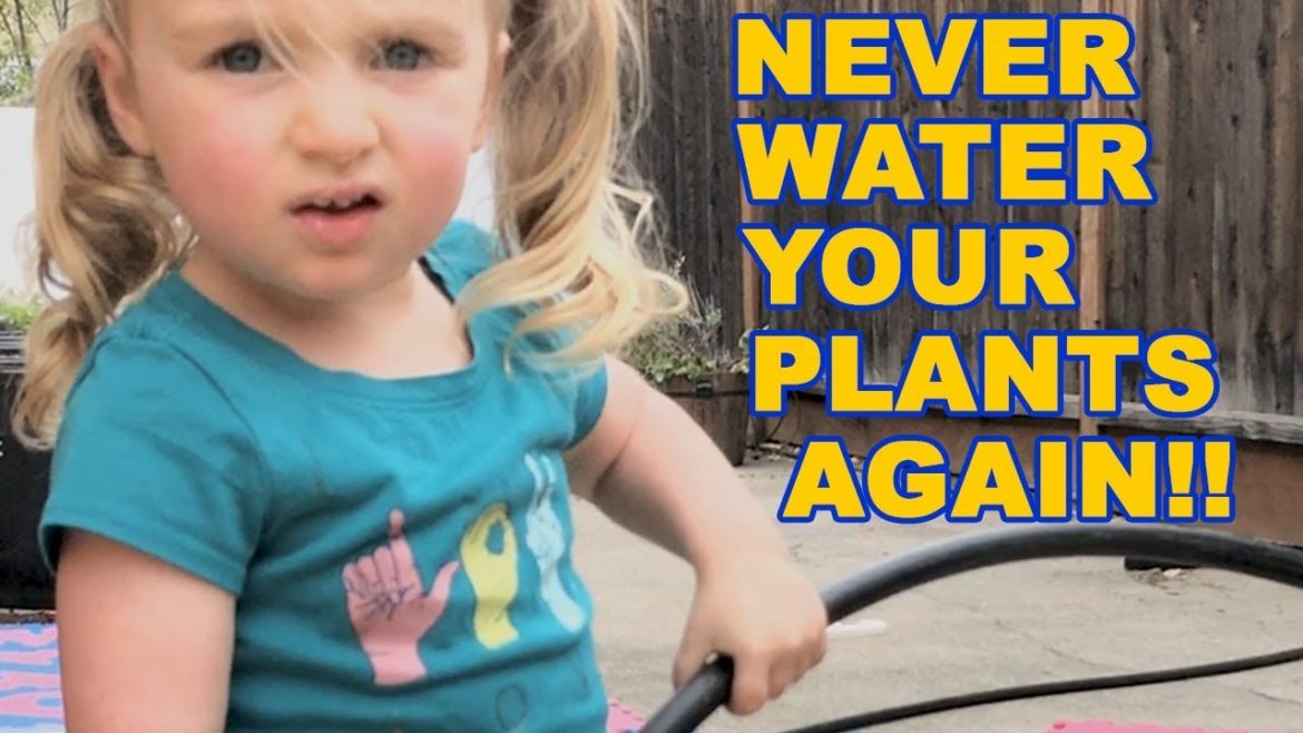 Drip irrigation in a driveway tomato container garden