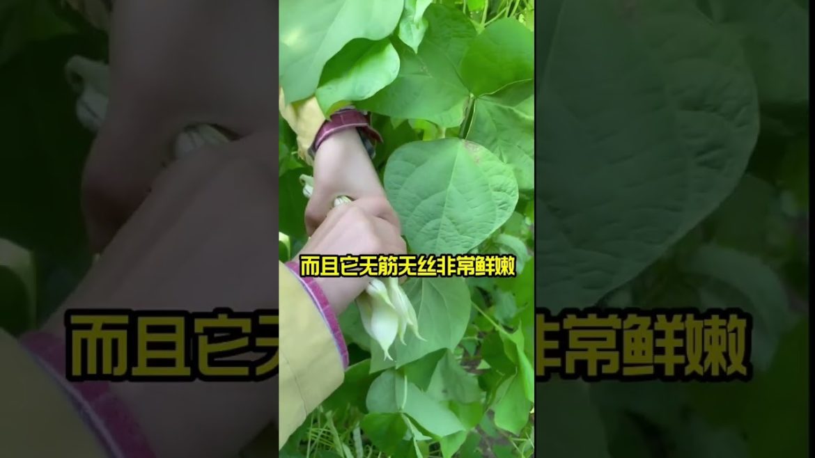 how to growth vegetable /gardening ideas for home