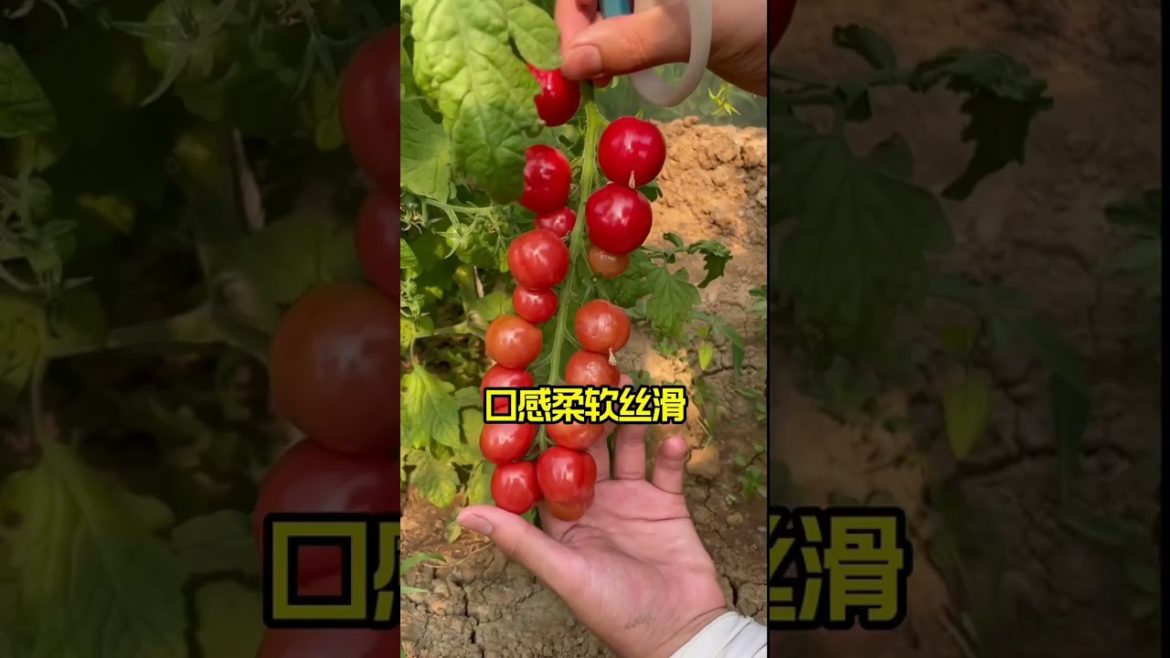 how to growth vegetable /gardening ideas for home