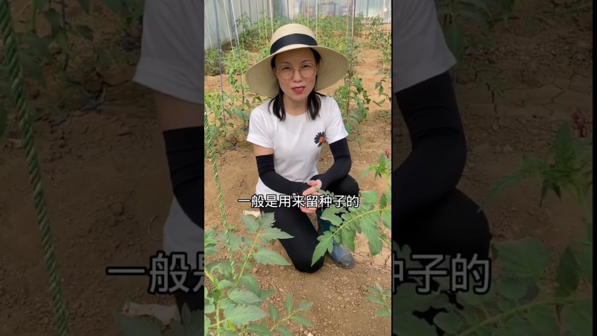 how to growth vegetable /gardening ideas for home