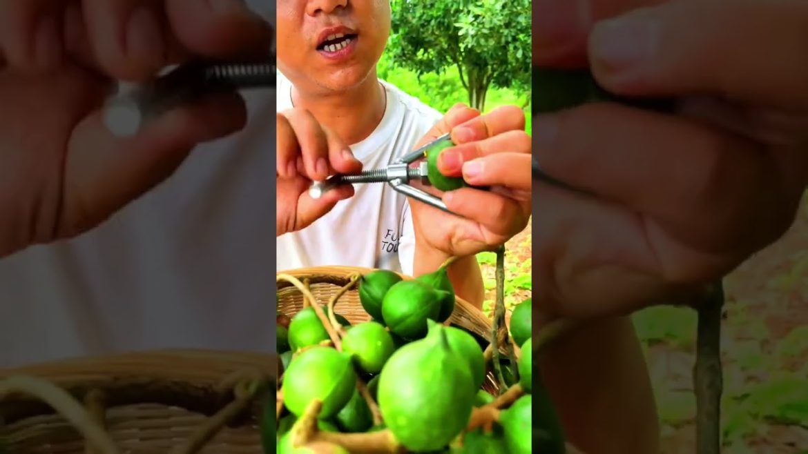 Macadamia seeds tip