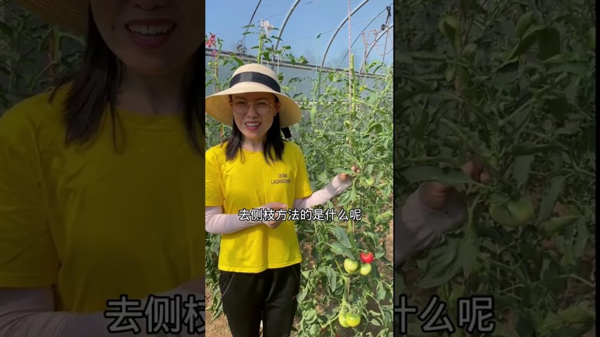 how to growth vegetable /gardening ideas for home