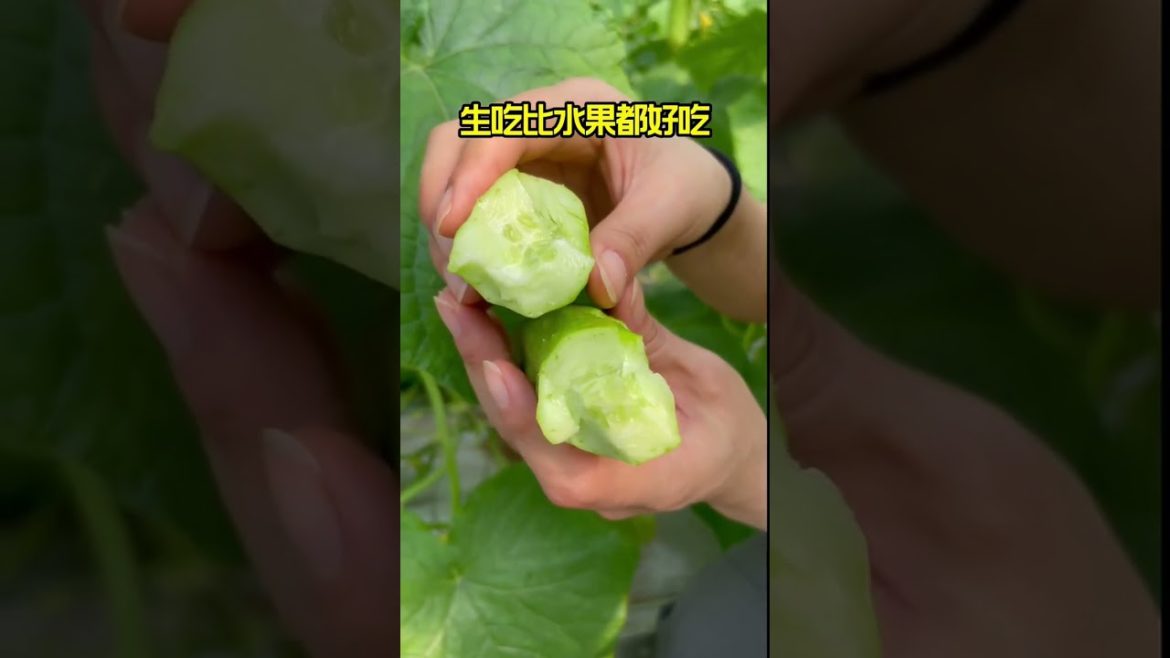 how to growth vegetable /gardening ideas for home