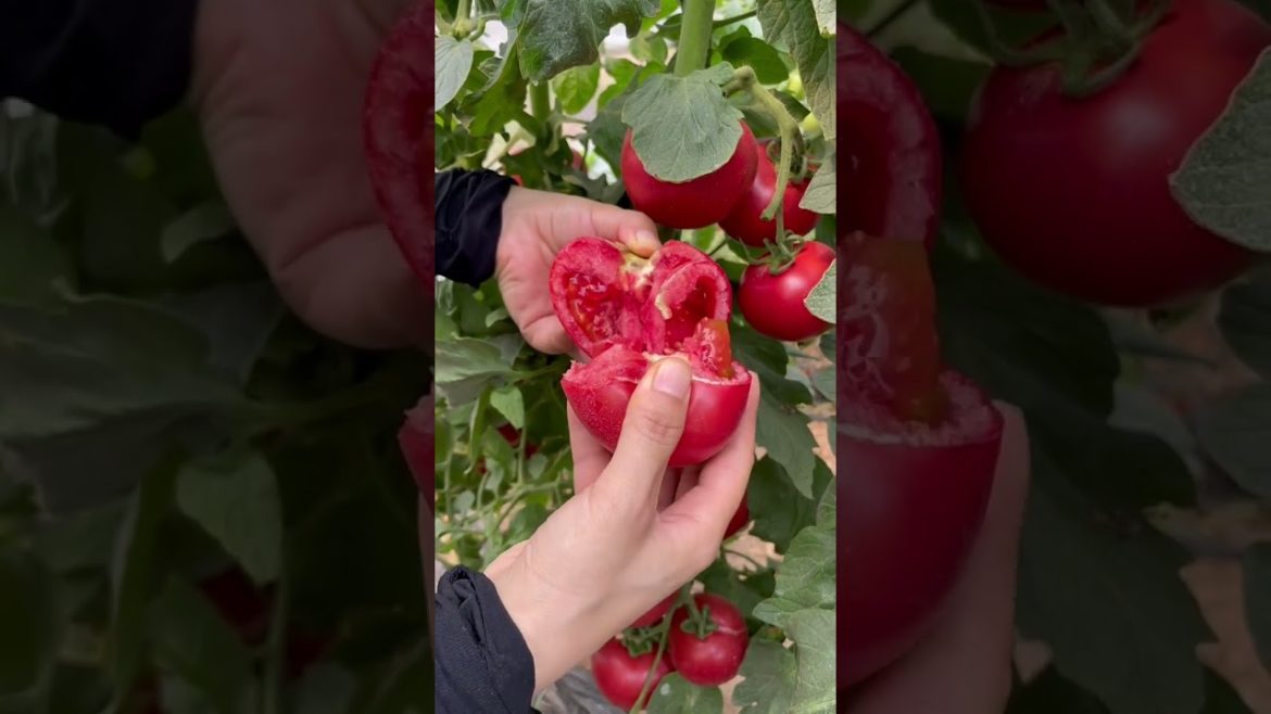 how to growth vegetable /gardening ideas for home how to growth vegetable /gardening ideas for home