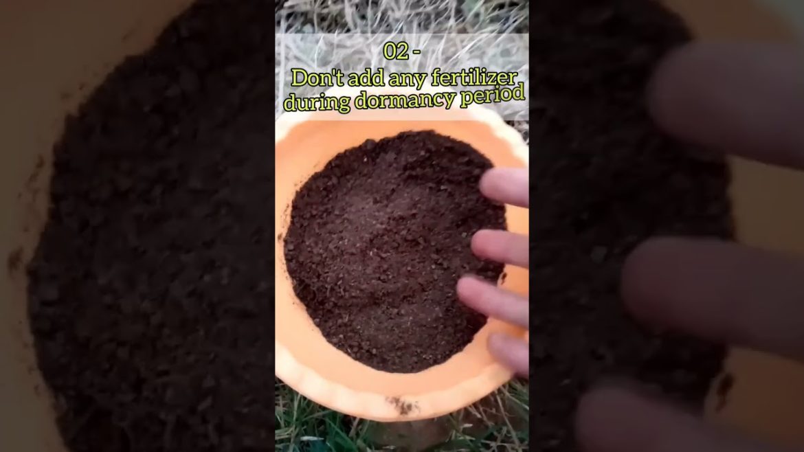 5 Best care tips for pomegranate plants #shorts 5 Best care tips for pomegranate plants #shorts