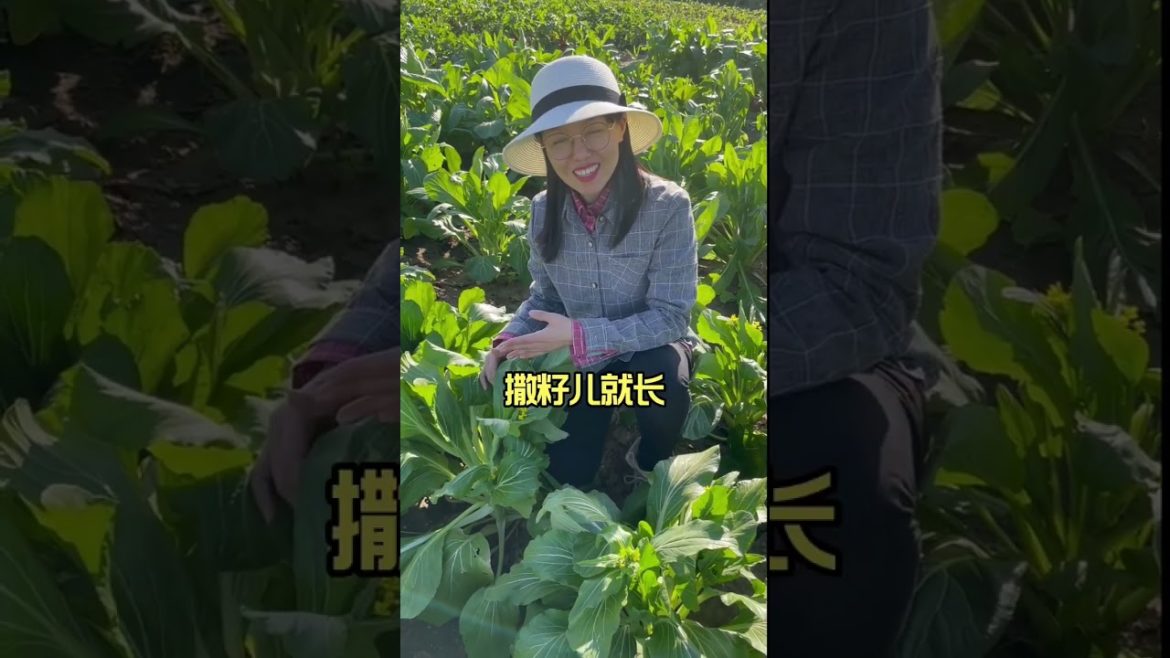 how to growth vegetable /gardening ideas for home