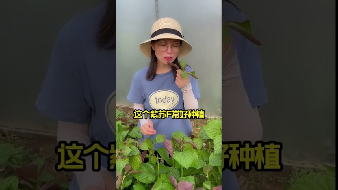 how to growth vegetable /gardening ideas for home