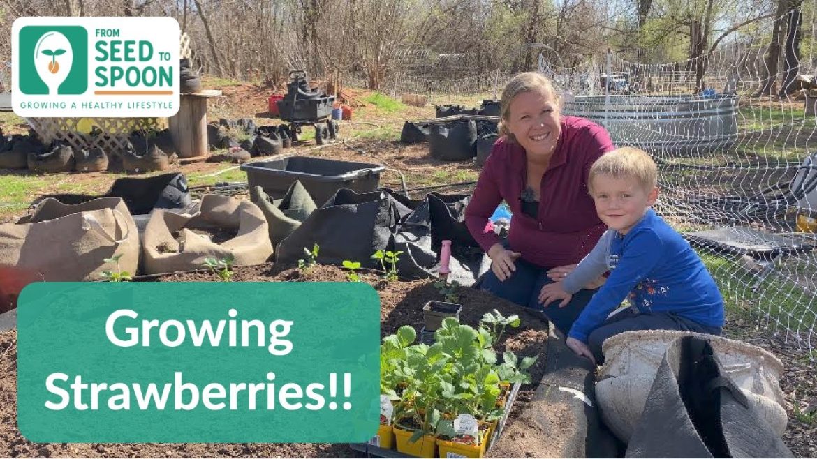 🌱 The Keys to Growing Lots of Strawberries in Your Backyard Garden! With Guest Host Junior!