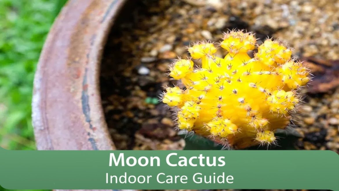 Moon Cactus Indoor Care Guide Moon Cactus Indoor Care Guide