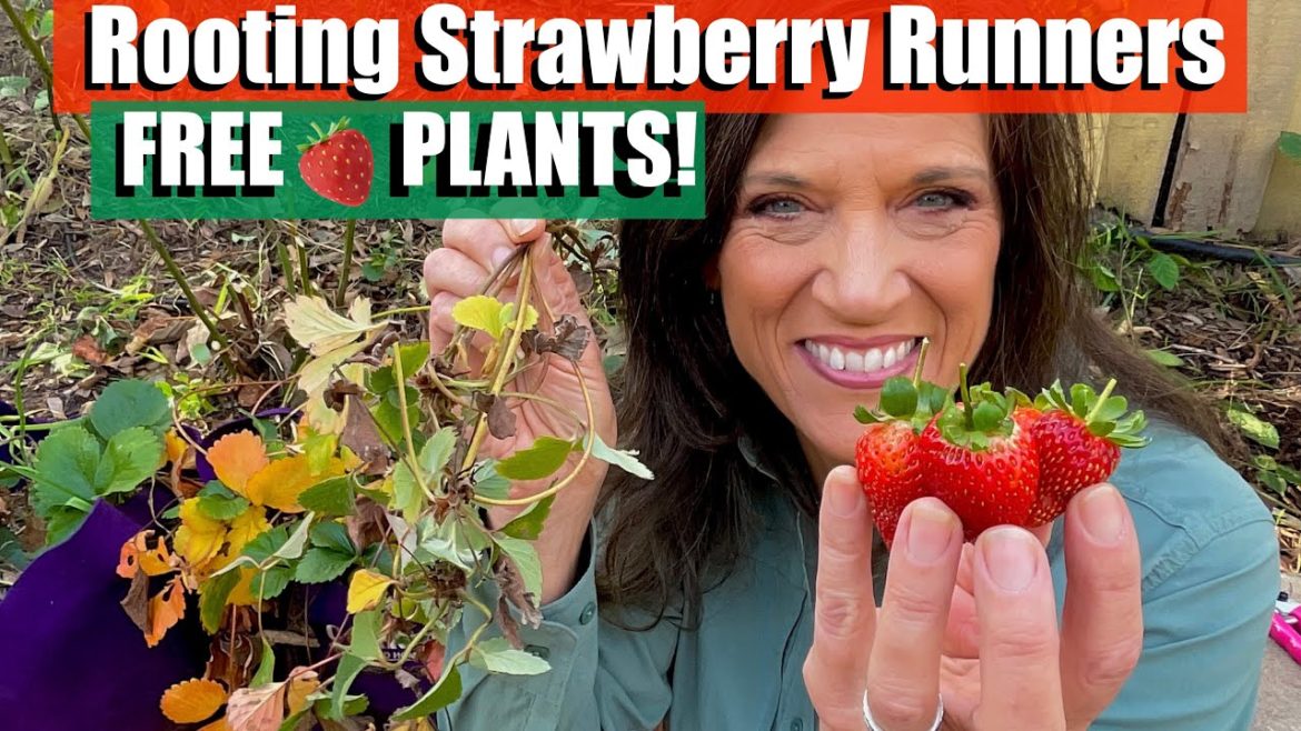 CaliKim: How to Propagate/Root Strawberry Runners for Free Plants ๐ How to Propagate/Root Strawberry Runners for Free Plants ๐