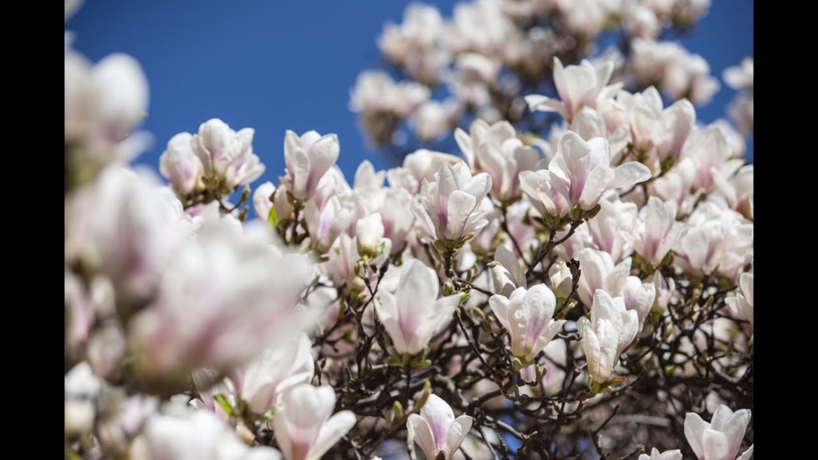 Japanese Magnolias - Gainesville landscape trees that are showing off!
