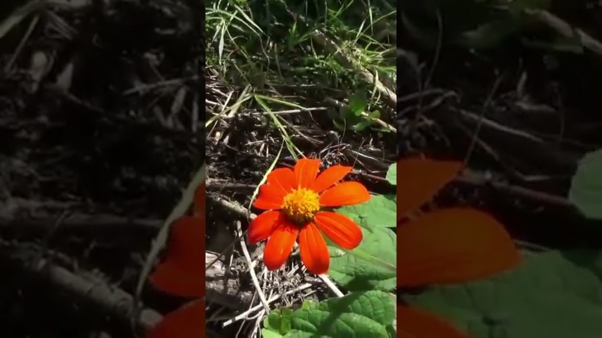 Orange Mexican sunflower 2