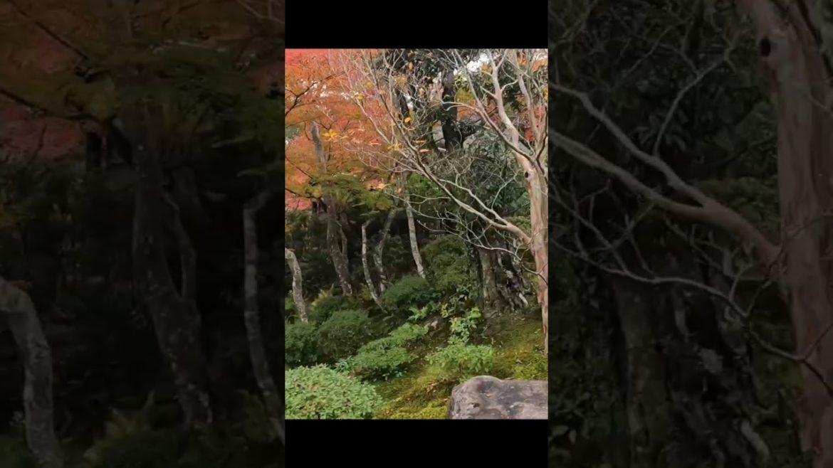 Hidden Japanese Garden and Samurai House #shorts