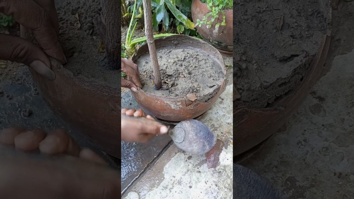 Plant report kaise kare #shorts #youtubeshorts #short #garden