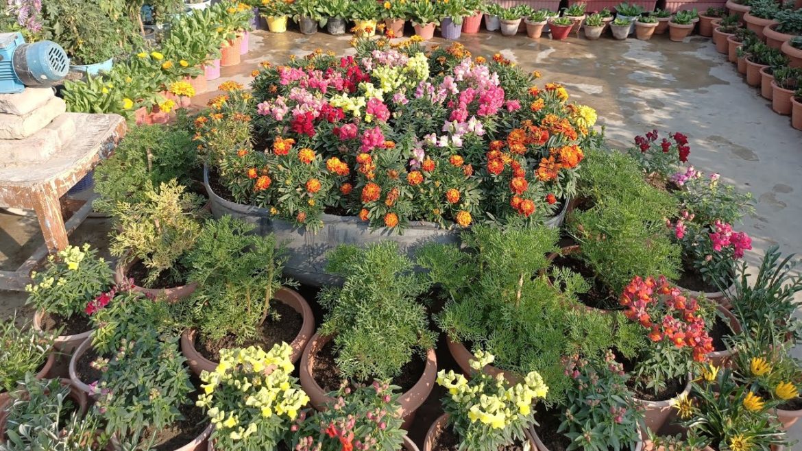 Rooftop garden overview in February month2021|| spring season overview||some gardening tips