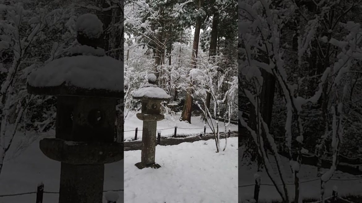 京都 三千院 雪風景 Kyoto Japanese garden/Sanzenin snow scenery　#shorts