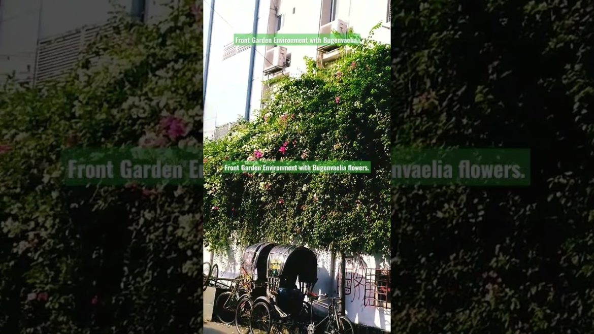 Front Garden Environment with Bugenvaelia Flowers Tree. #shorts #share #subscribe #status Front Garden Environment with Bugenvaelia Flowers Tree. #shorts #share #subscribe #status