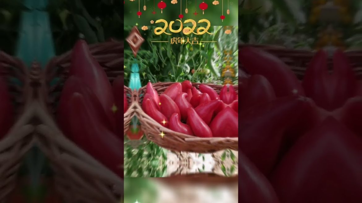 how to growth vegetable /gardening ideas for home