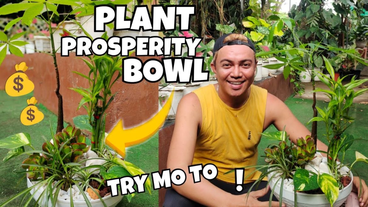 HOW TO MAKE PLANT PROSPERITY BOWL? |CREATIVE GARDEN IDEAS FOR GOOD LUCK