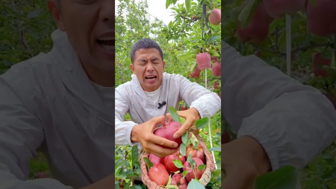 best fresh App fruit in the farm #shorts best fresh App fruit in the farm #shorts