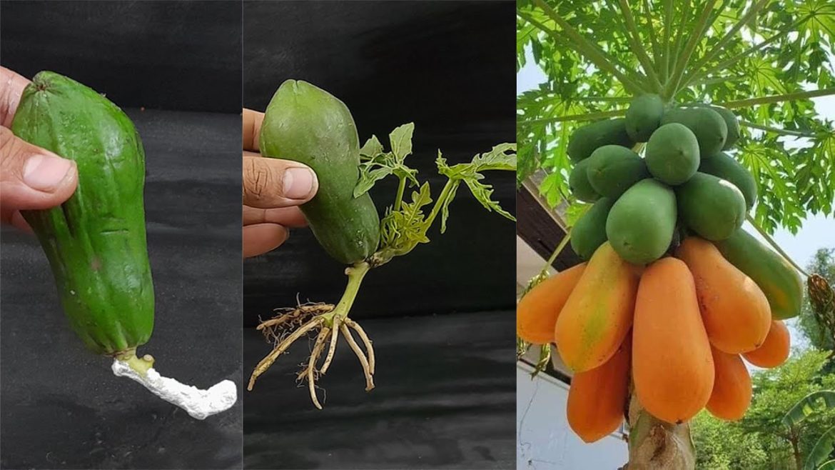 Unique Skill How to grow Papaya tree from papaya fruits || A tree made from unripe papayas