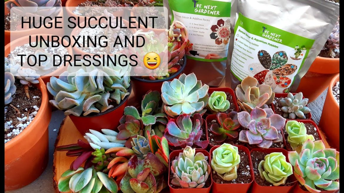 #63 THE NEXT GARDENER SUCCULENT UNBOXING PLANT MAIL AND TOP DRESSINGS
