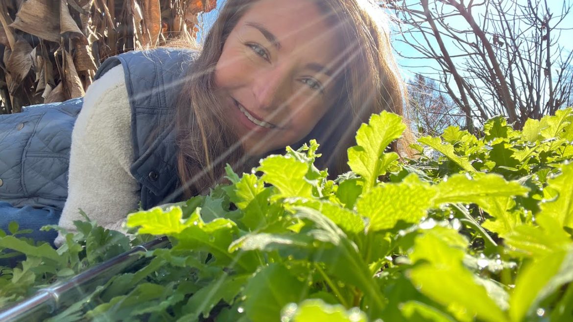 How to prepare poppies for COLD 🥶: do nothing!