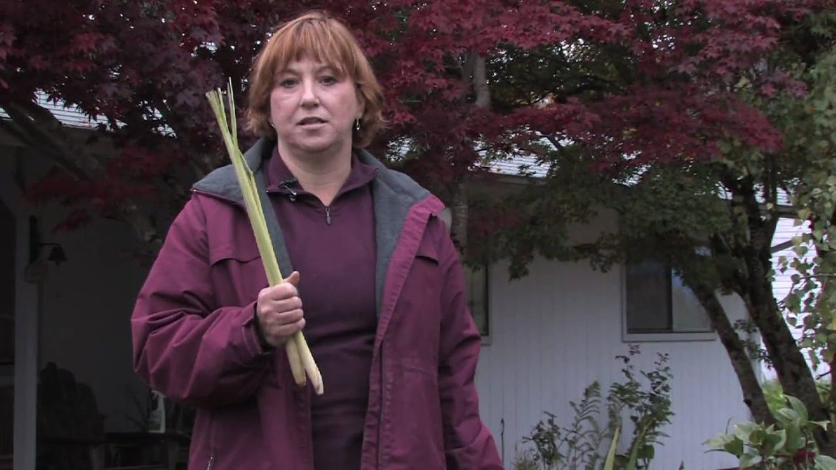 Gardening Tips : What Flowers Keep Mosquitoes Away? Gardening Tips : What Flowers Keep Mosquitoes Away?