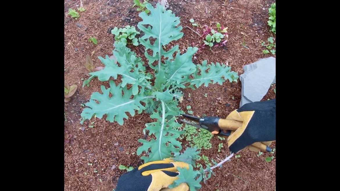 Japanese Giant Red Mustard & Harvesting First Salad of the Year Japanese Giant Red Mustard & Harvesting First Salad of the Year