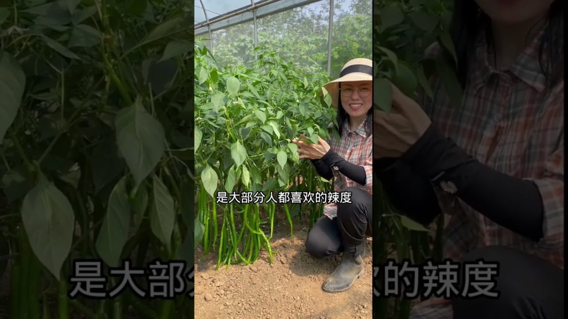 how to growth vegetable /gardening ideas for home