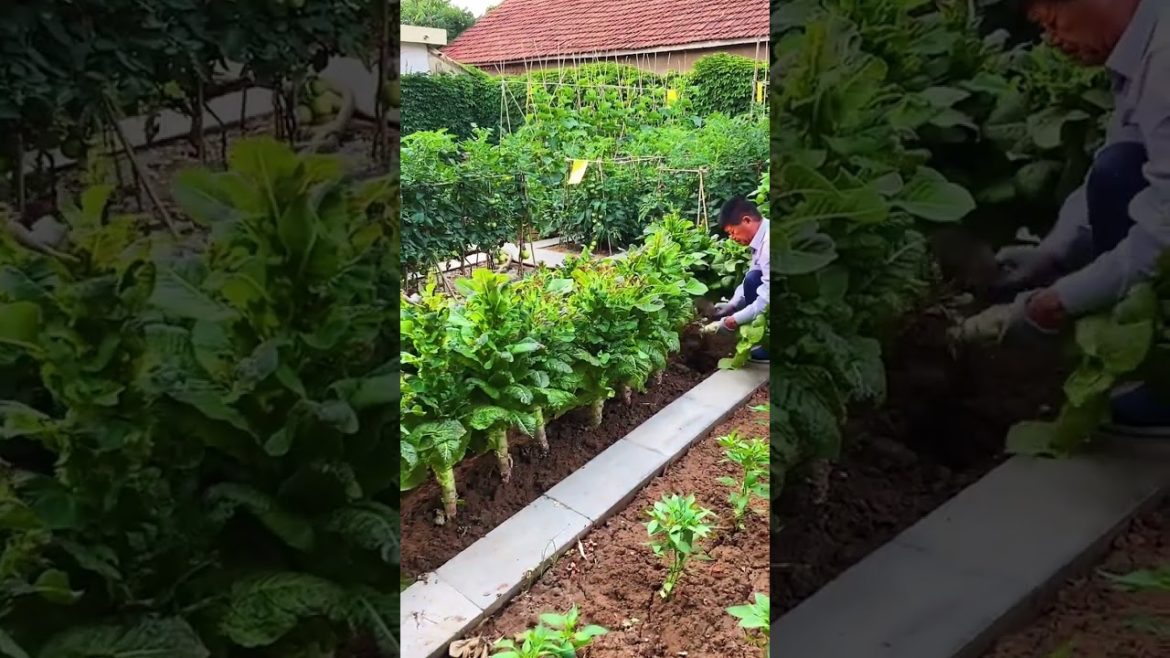 how to growth vegetable /gardening ideas for home how to growth vegetable /gardening ideas for home