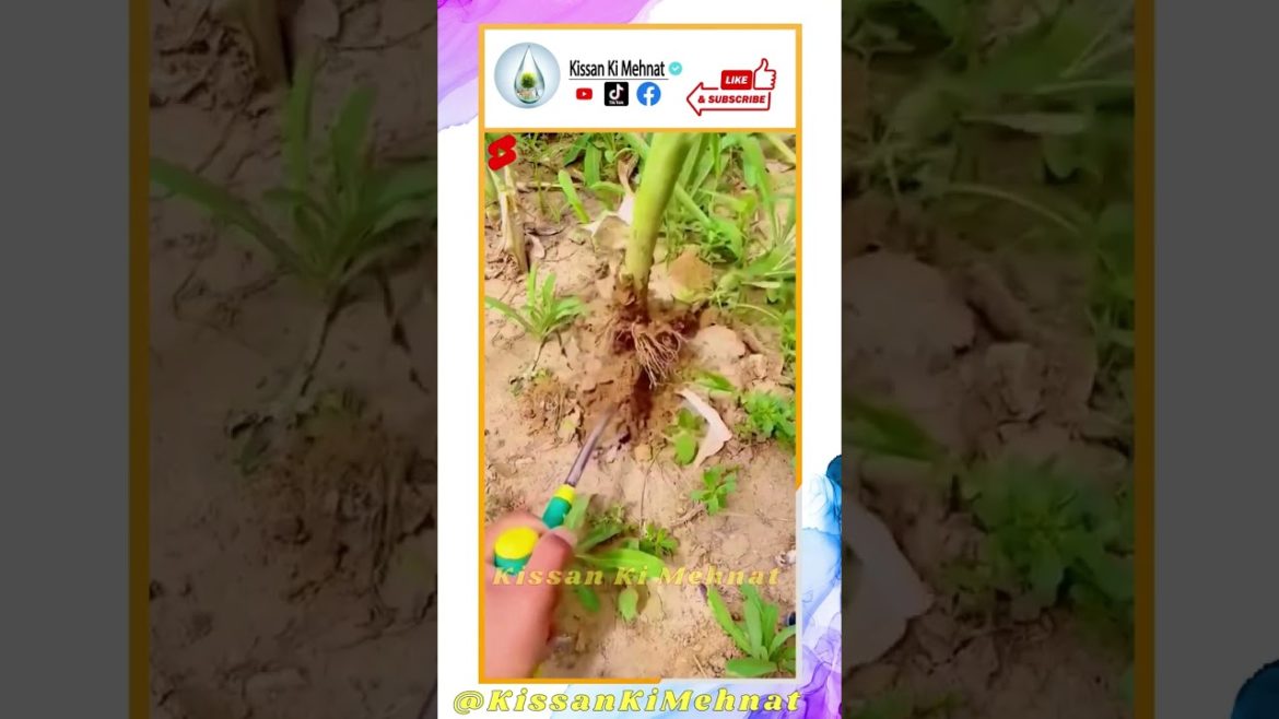 Gardening Hand Tool, Farming Tool, Agriculture Hand Tools, AgriTools Gardening Hand Tool, Farming Tool, Agriculture Hand Tools, AgriTools