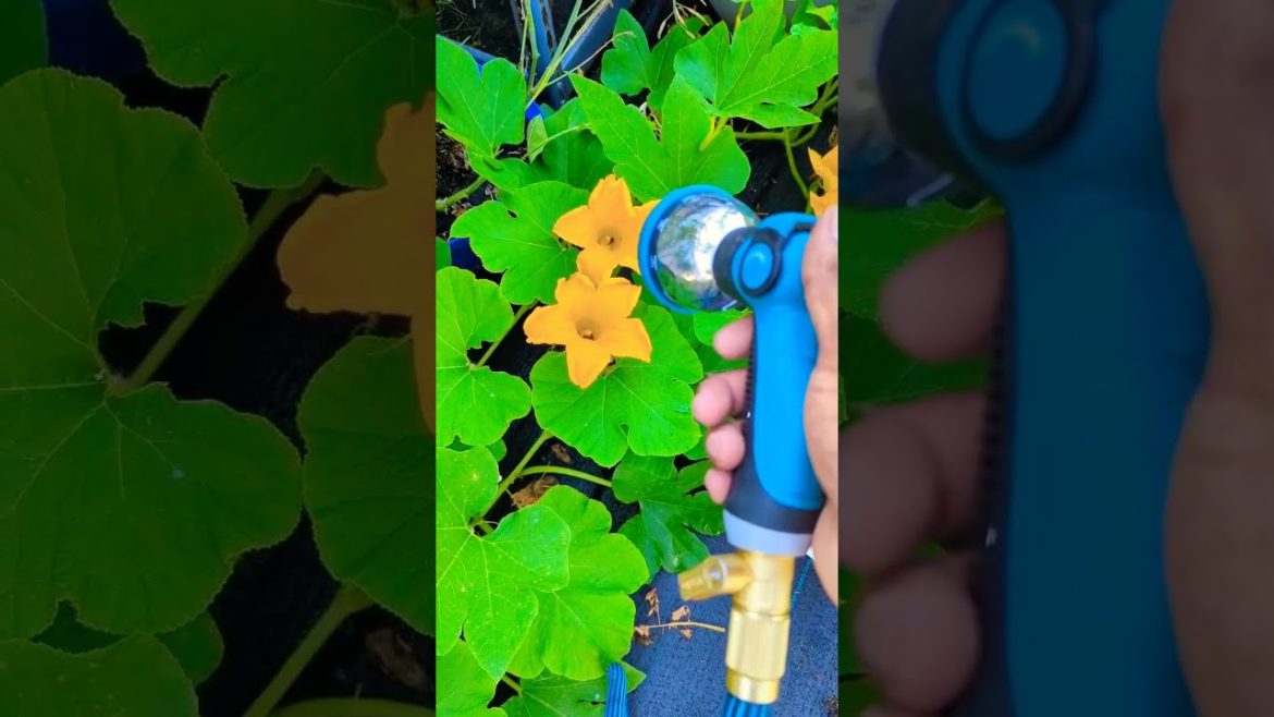 Garden watering tips for Beginners