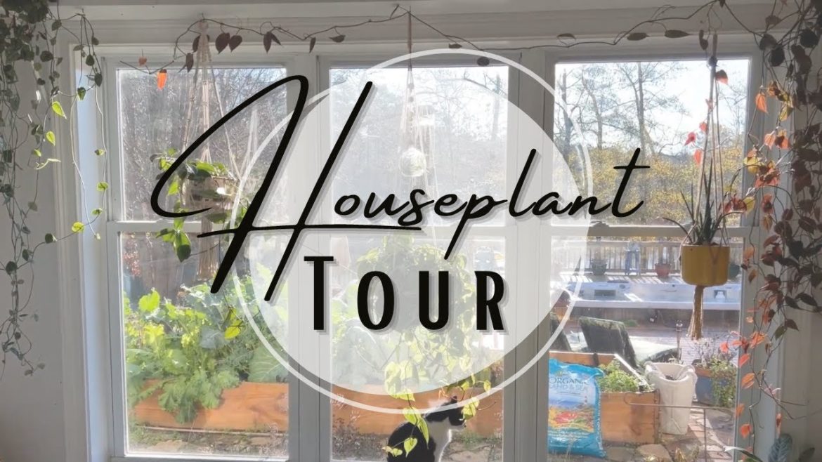 Houseplant TOUR 🏡🪴