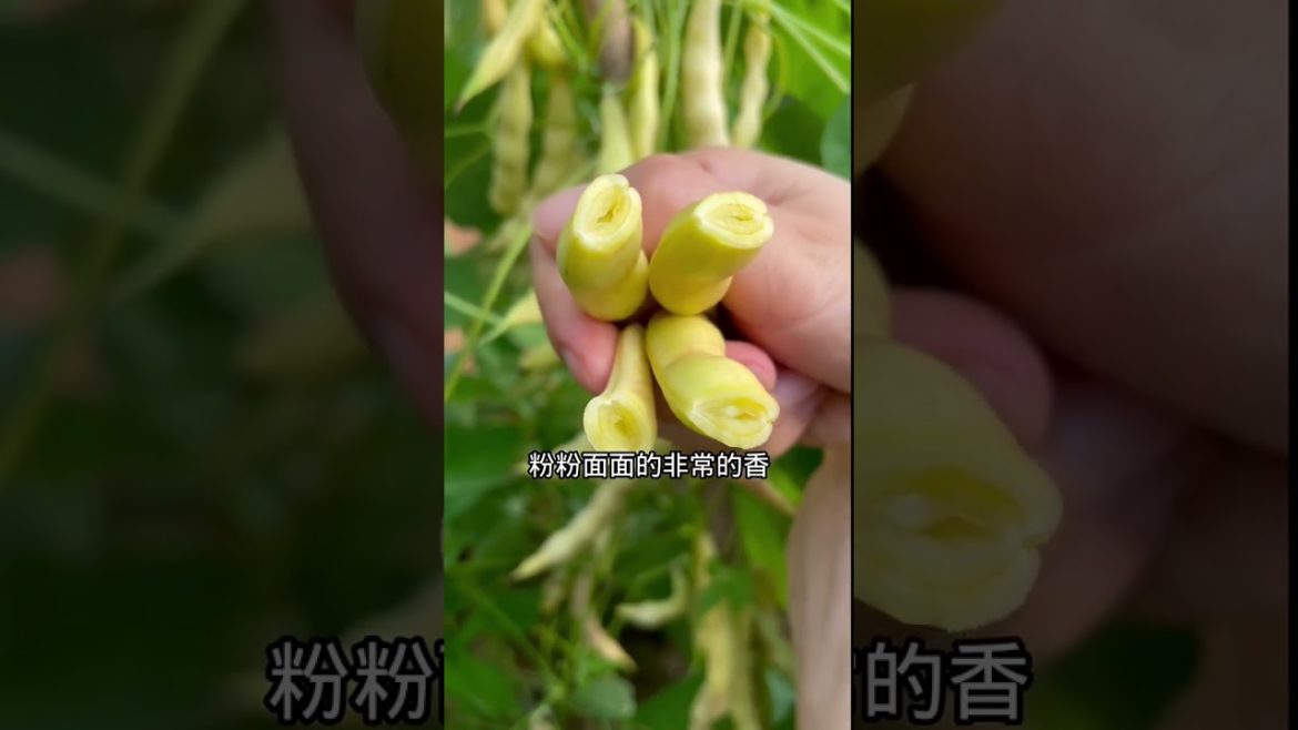 how to growth vegetable /gardening ideas for home