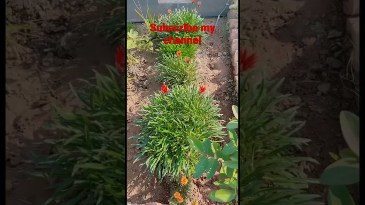 flowers plant | garden | Abeera’s home flowers plant | garden | Abeera’s home