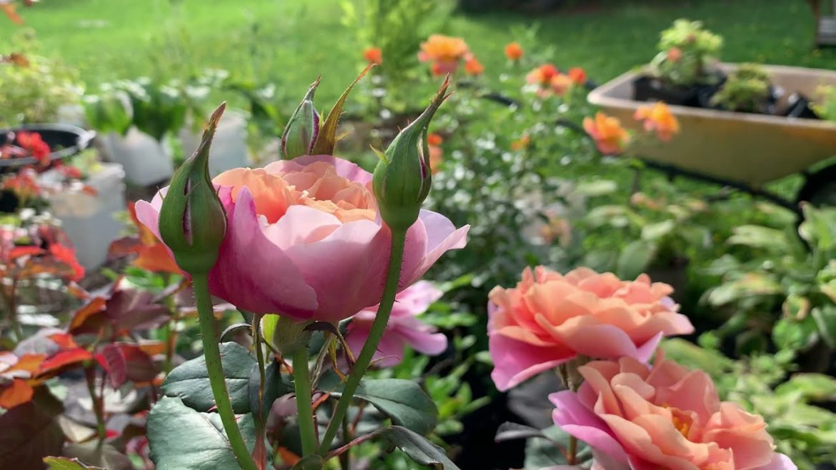 #6 Backyard Garden | Hybrid Tea Roses & Dahlias in mid-August [Garden Journal August 18, 2021]