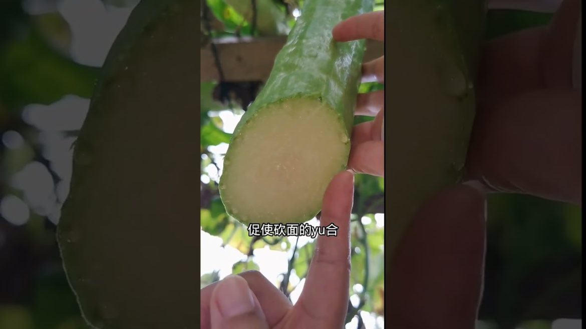 how to growth vegetable /gardening ideas for home