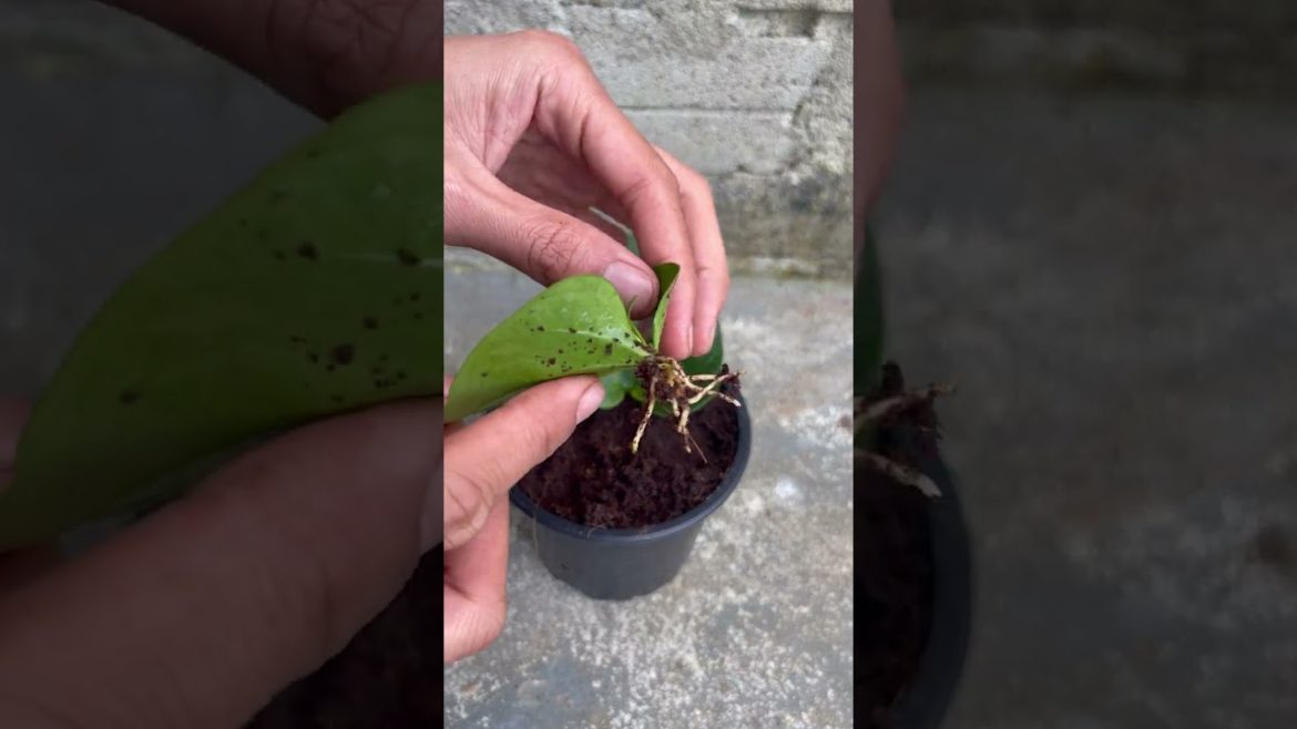 Tips for growing red anthurium with leaves