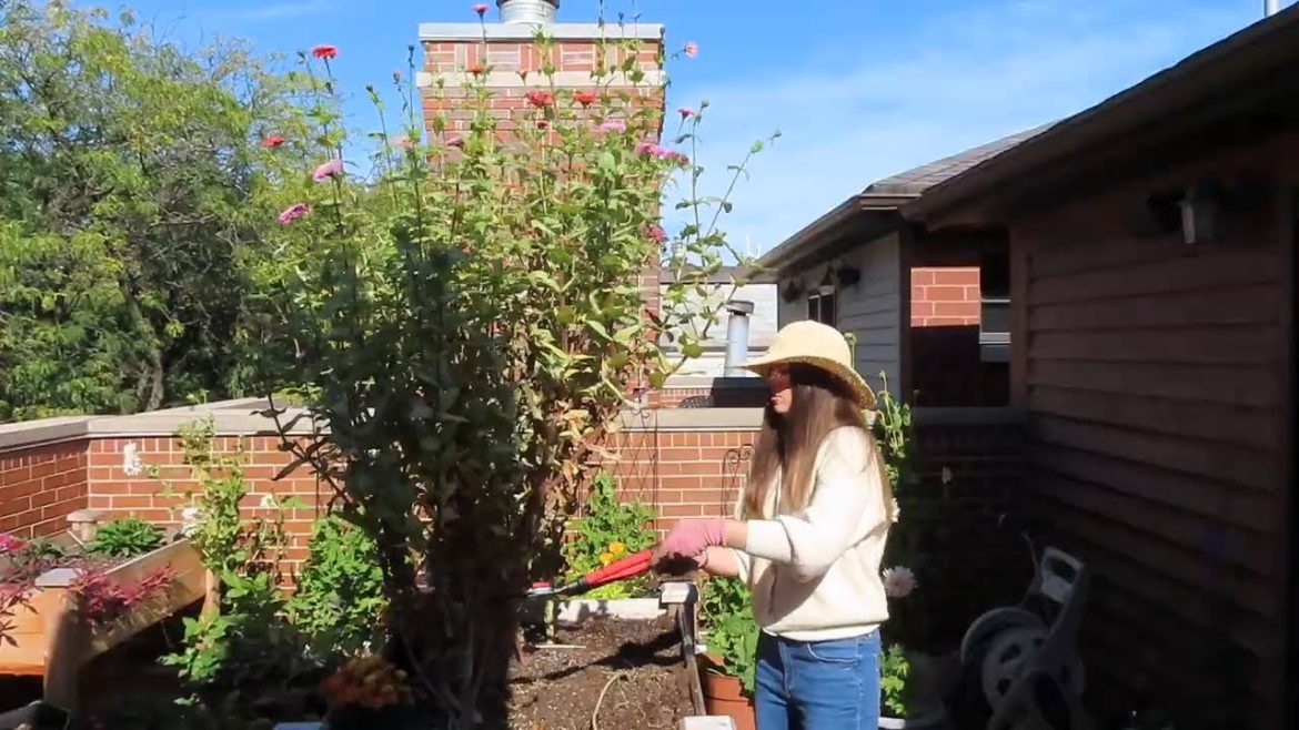 Removing My 5ft Zinnias | Container Gardening Removing My 5ft Zinnias | Container Gardening
