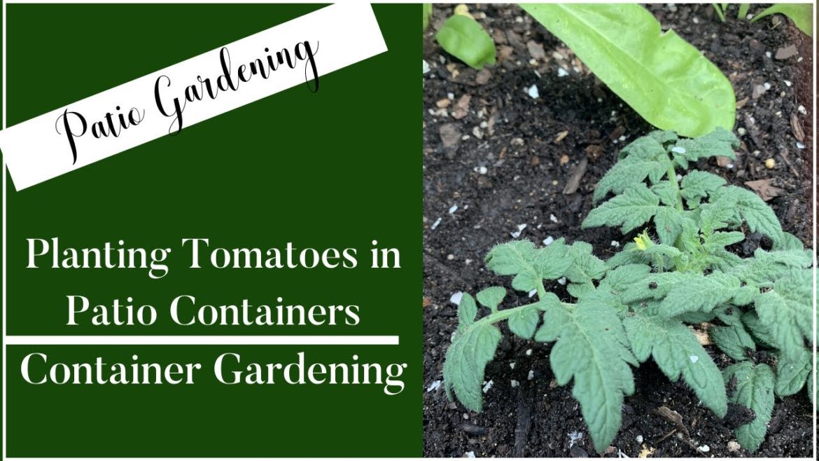Planting Tomatoes In Patio Containers|Container Gardening|Patio Gardening