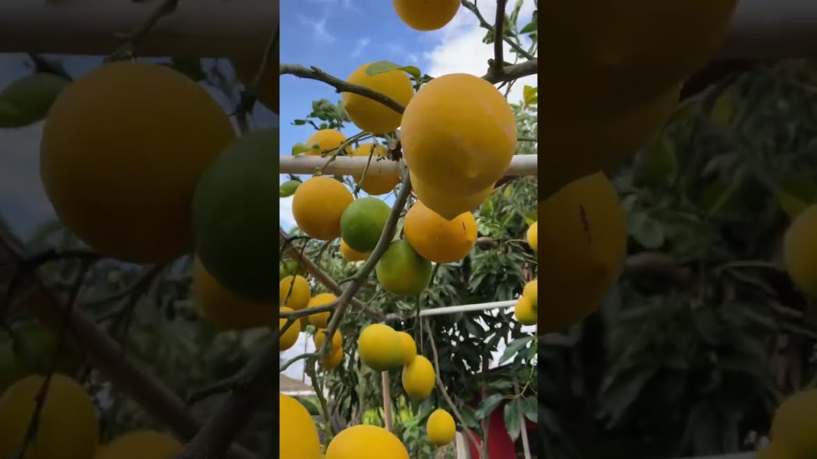 Pruning technique for small space gardens #shorts