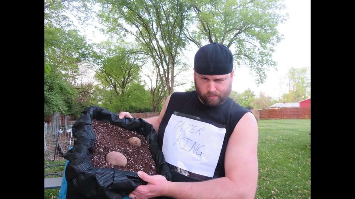 CONTAINER GARDENING: Growing Potatoes on Your Patio