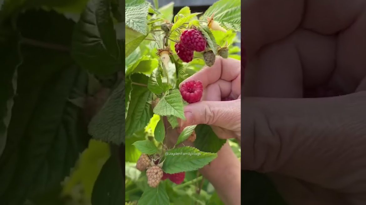 Picking RASPBERRY in my Garden🍓🍓 #shorts #satisfying #fruit #food #fruitcutting #oddlysatisfying