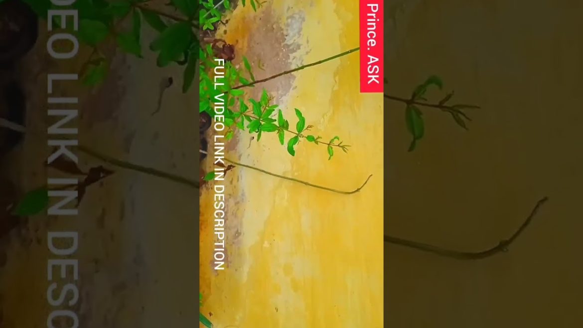 என் வீட்டு தோட்டத்தின் நிலை? என்ன நடந்தது என் தோட்டத்திற்கு? WHAT HAPPENED TO MY GARDEN? #shorts என் வீட்டு தோட்டத்தின் நிலை? என்ன நடந்தது என் தோட்டத்திற்கு? WHAT HAPPENED TO MY GARDEN? #shorts